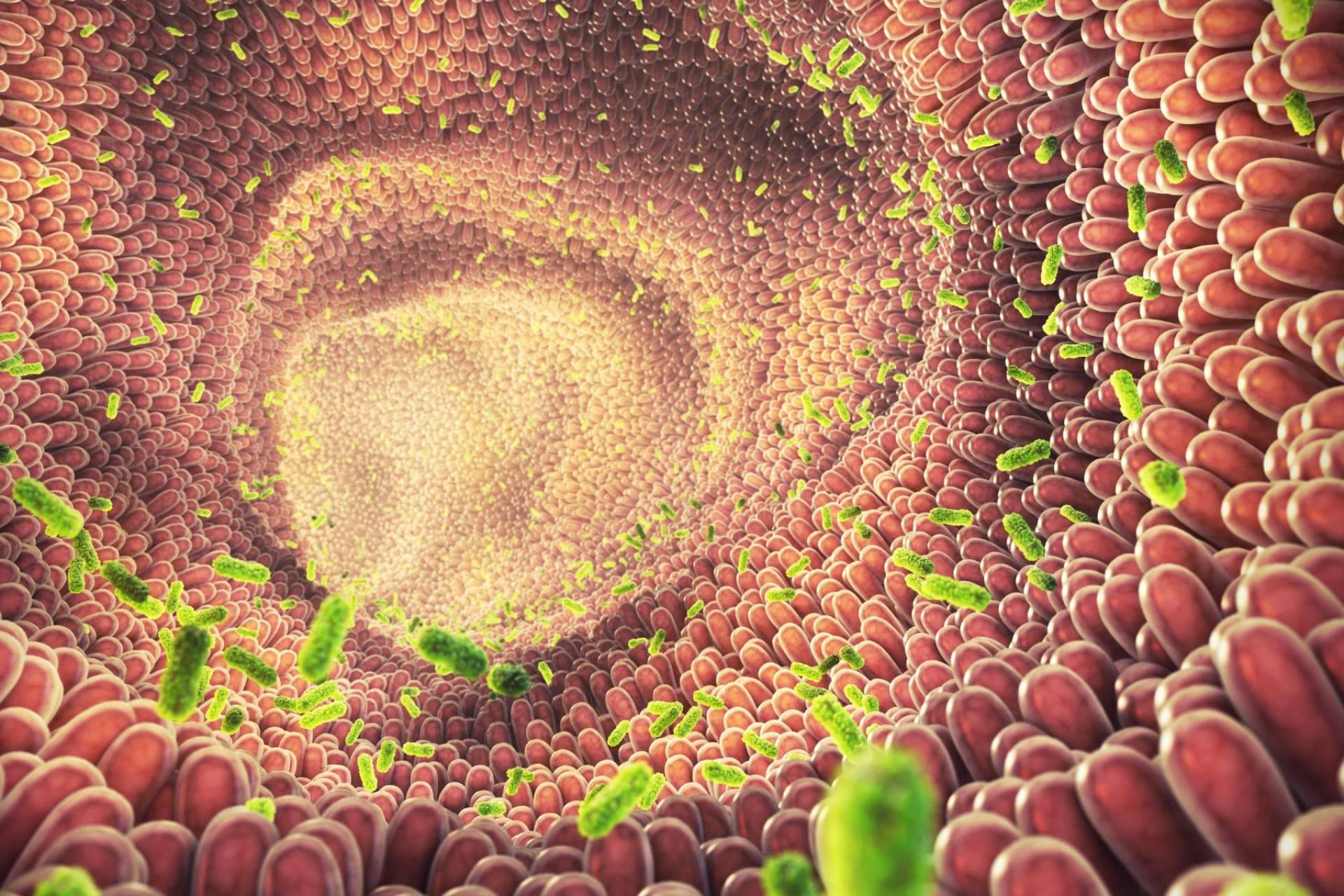 Cuidar la flora intestinal con los probióticos de Bibefy