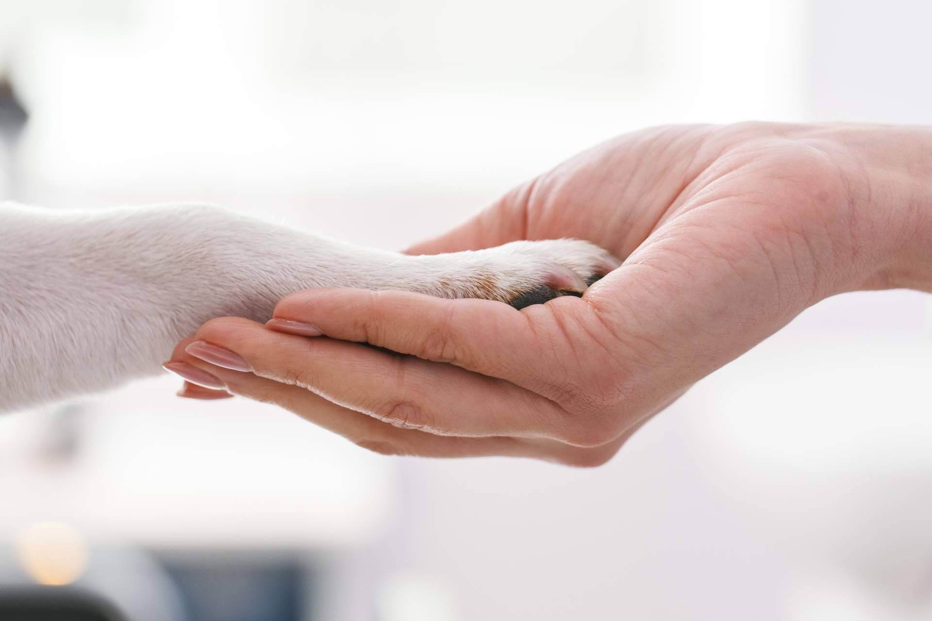 Salud y bienestar animal de la mano de Clínica Veterinaria Leganés Norte