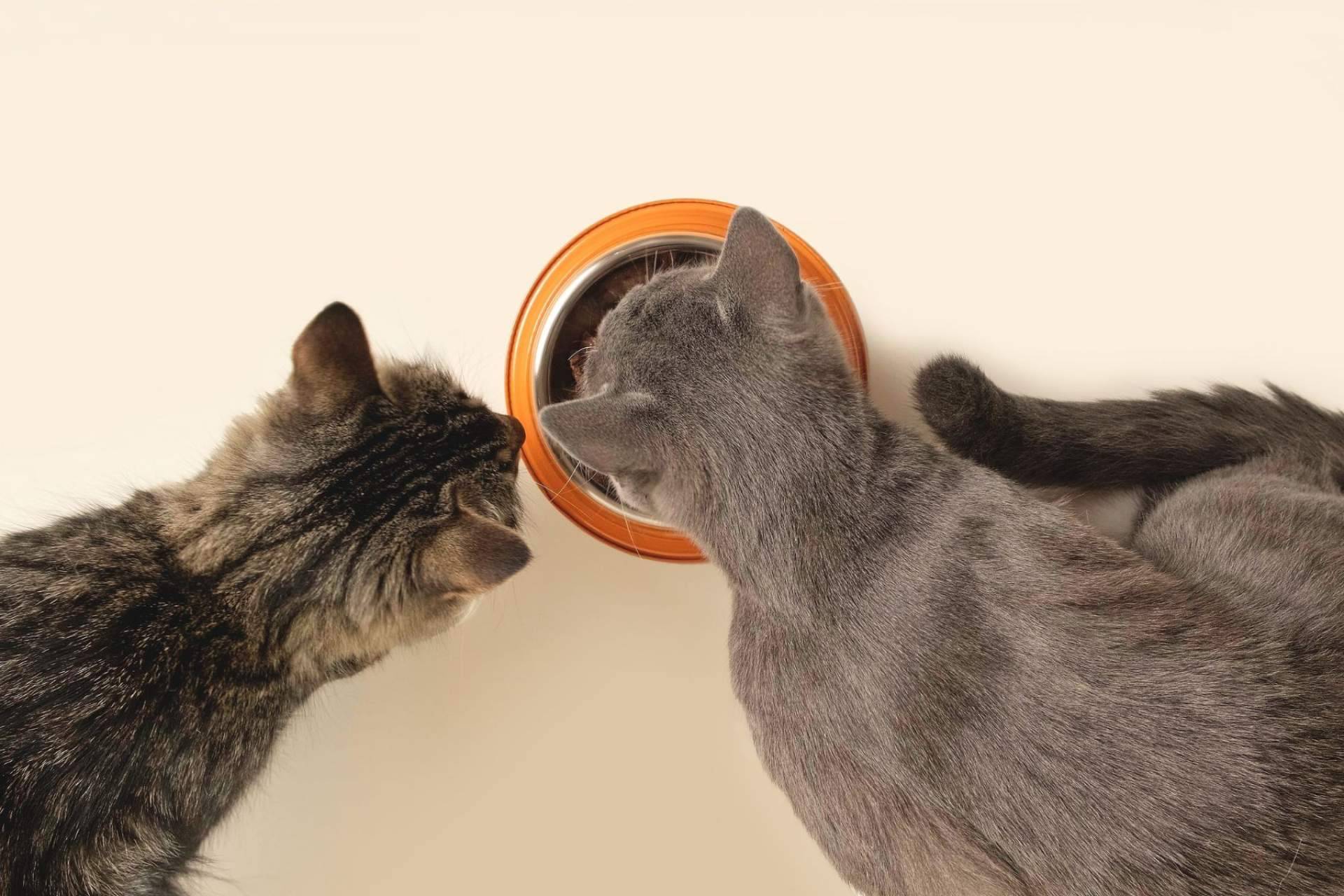 Cuáles son los beneficios de la receta hipoalergénica de NaturWild Stream Recipe para gatos, formulada para carnívoros estrictos