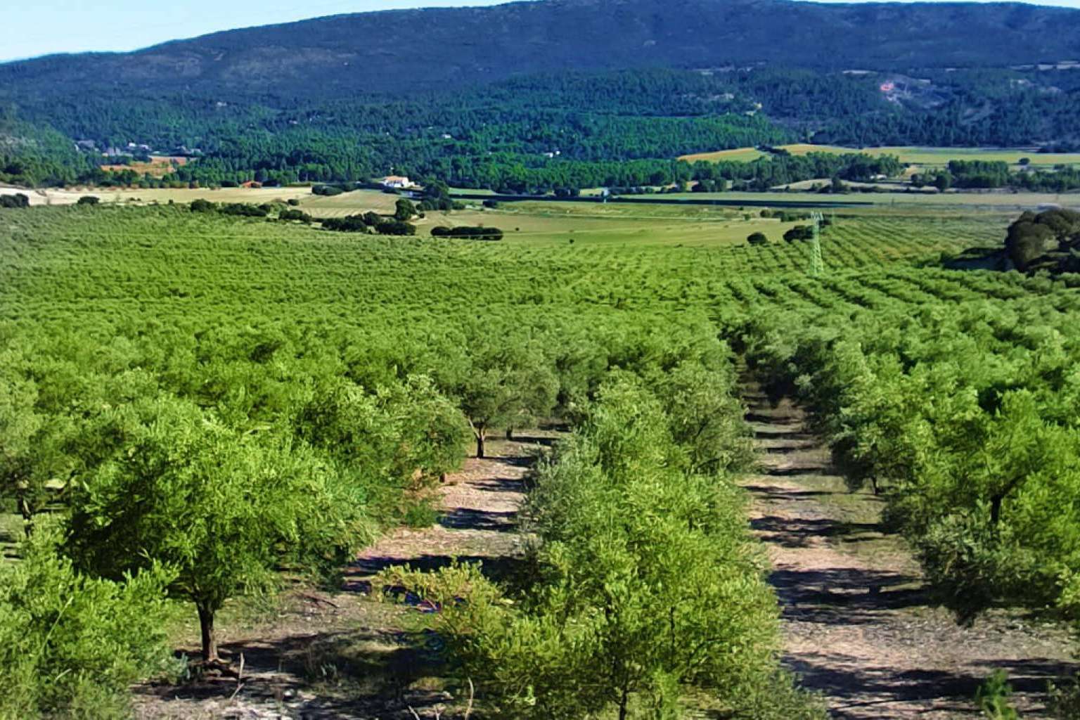 La finca Masía Vilaplana produce aceite de oliva virgen extra