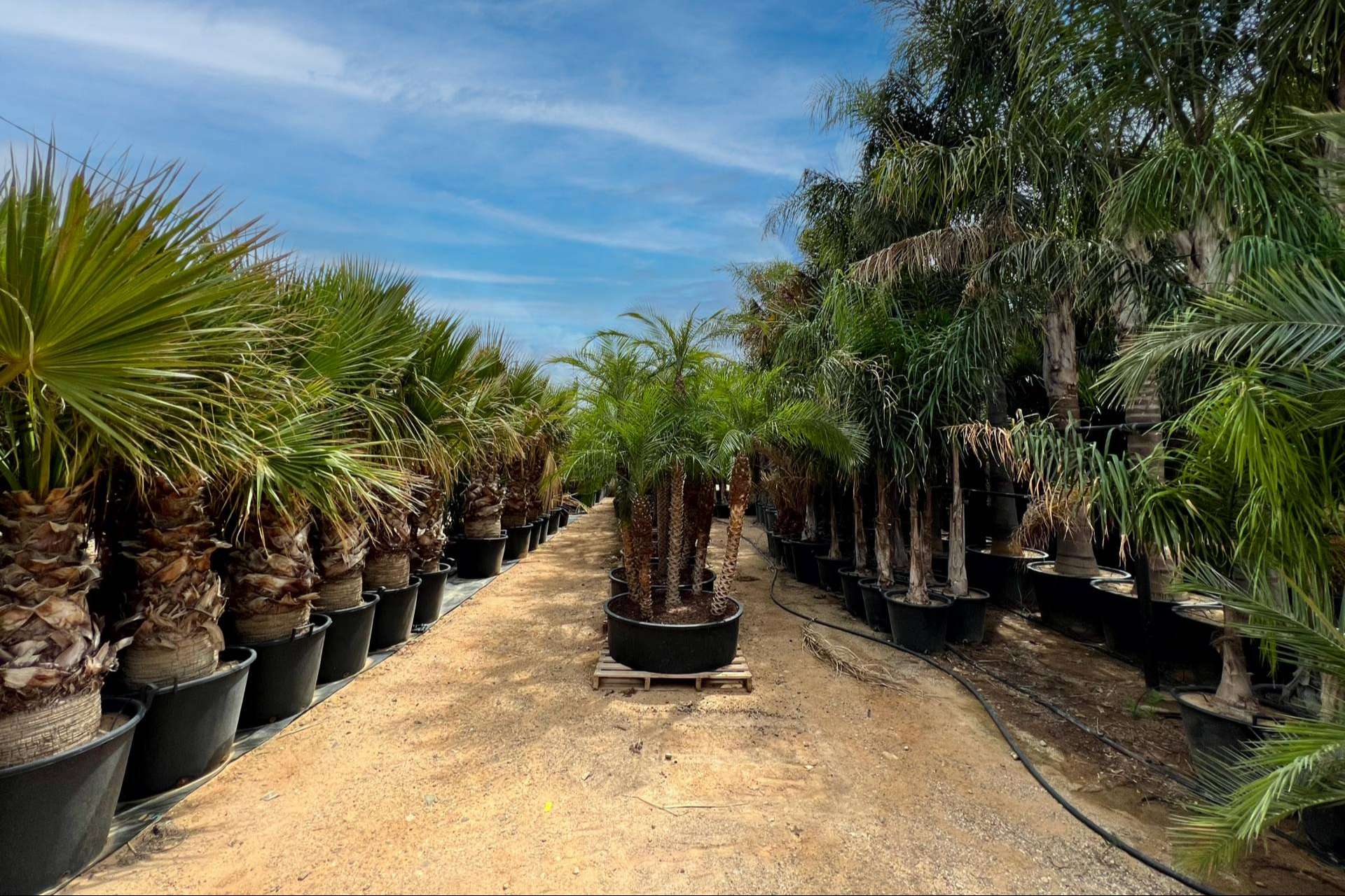Recomendaciones para seleccionar palmeras para jardín, de la mano de Tropicalia Garden