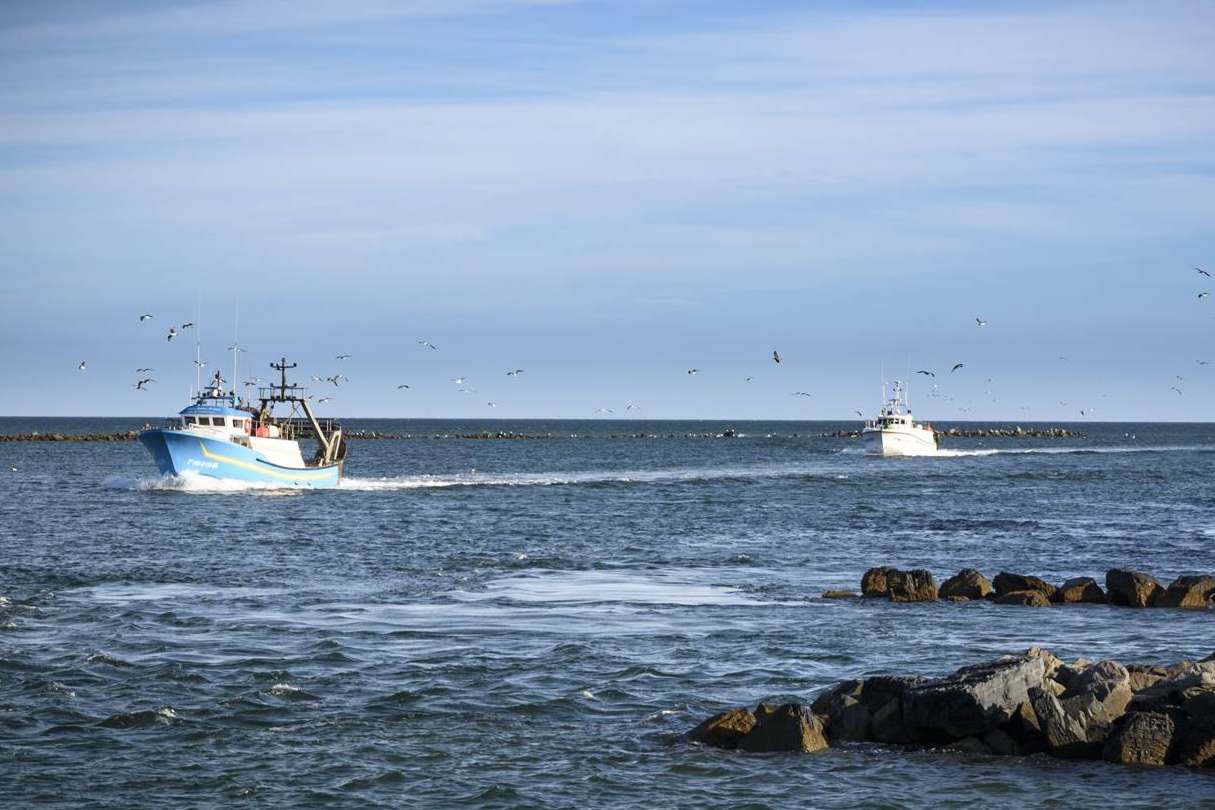 Lonja de Ayamonte, especialistas en la venta online de marisco en Huelva
