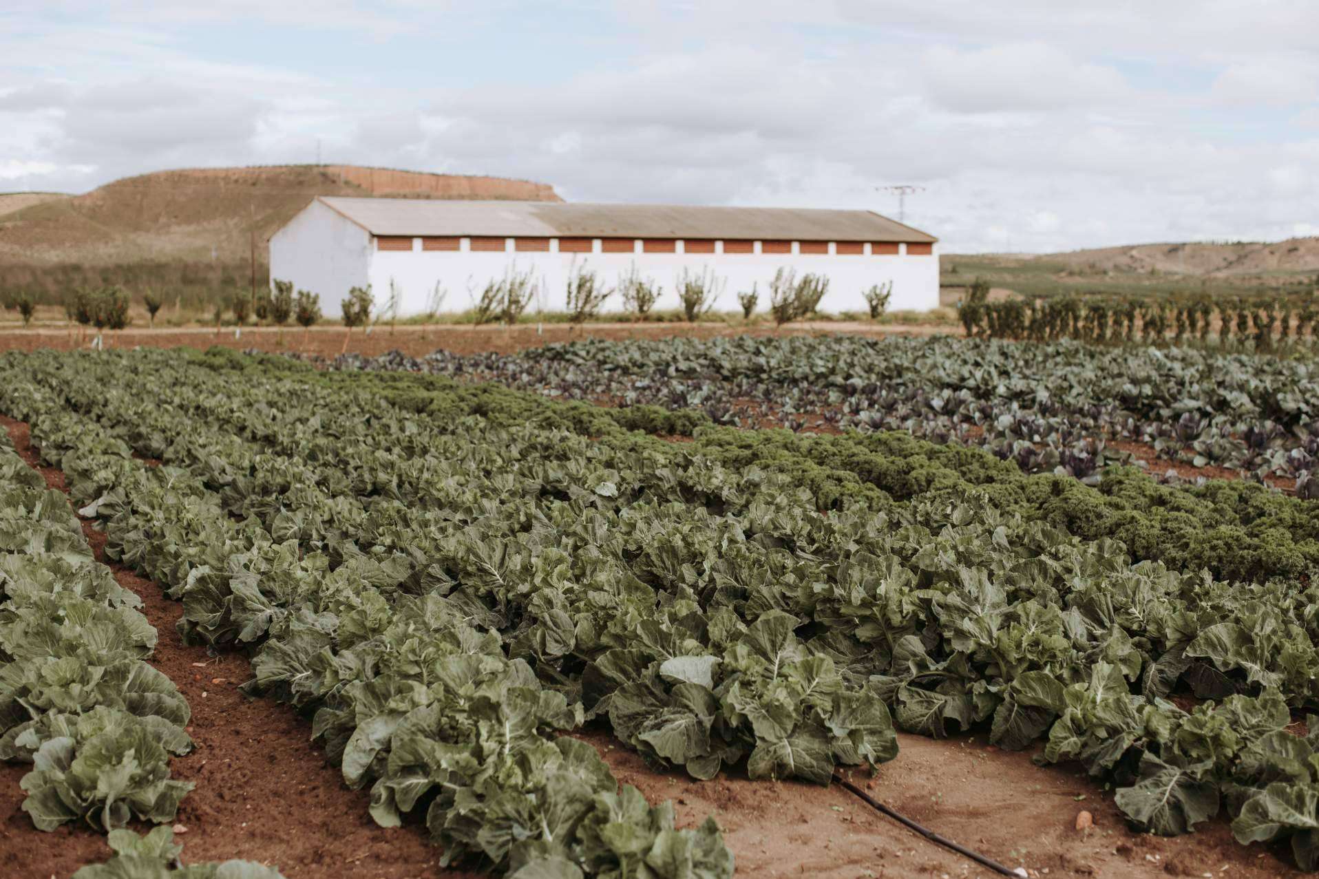 La Huerta de Hualdo; agricooltura sostenible y ecológica