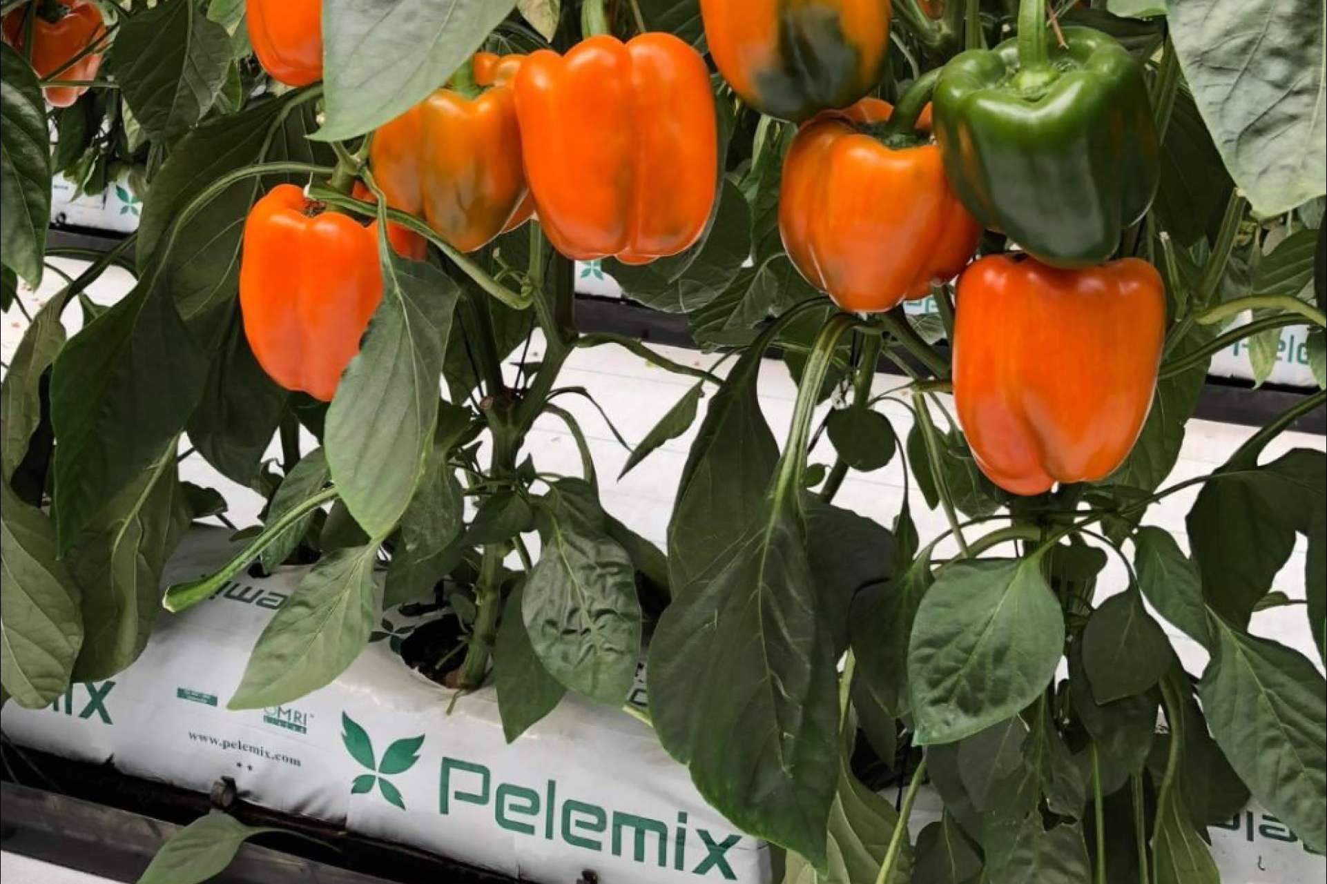 La empresa Pelemix se dedica a la producción y comercialización de sustratos de coco de calidad para la agricultura