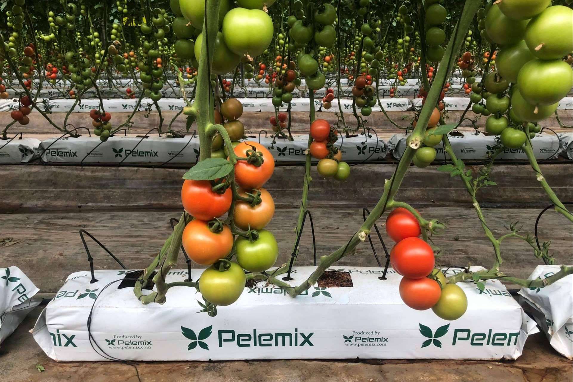 Pelemix cuenta con una solución para los productores comerciales de tomates