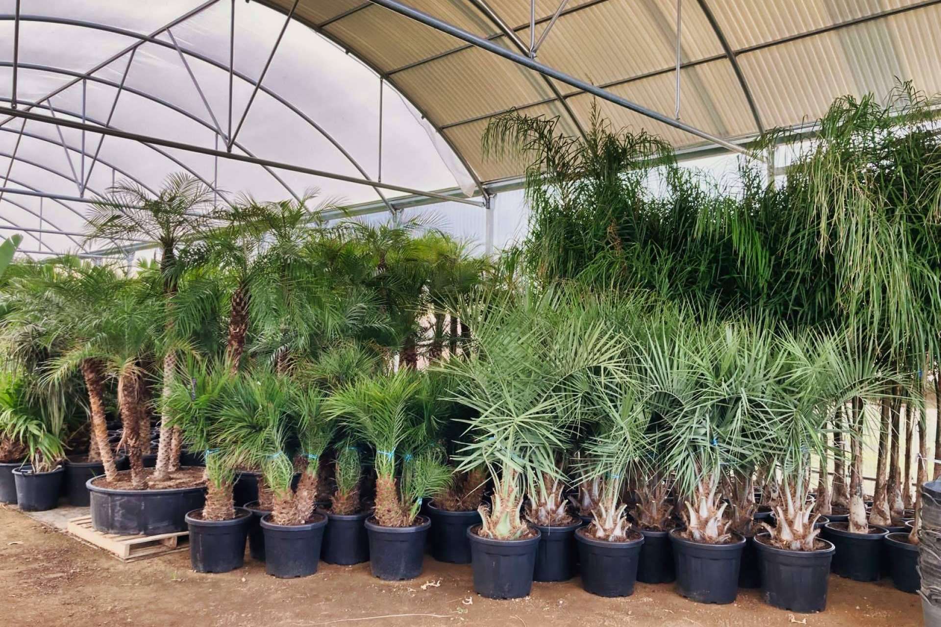 Tropicalia Garden, el vivero especializado en la venta y cultivo de palmeras