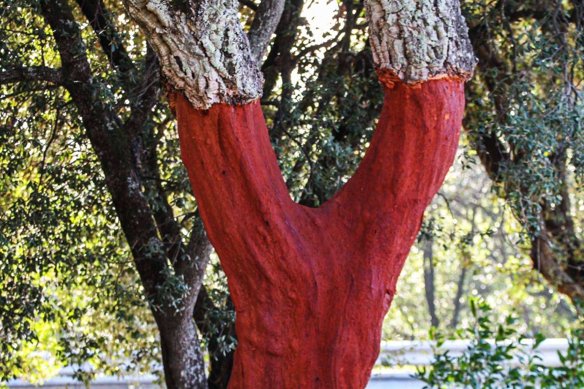 KliuCork® y la importancia de optar por materiales ecológicos