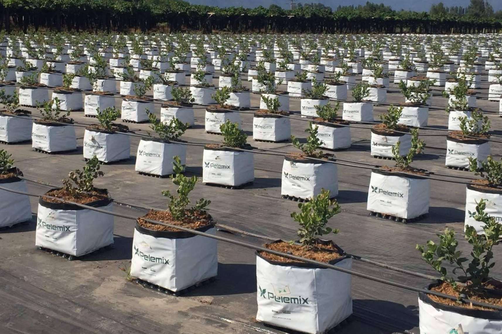 Agricultura sostenible con la empresa Pelemix. Los cultivos hidropónicos para luchar contra la sequía y el medioambiente