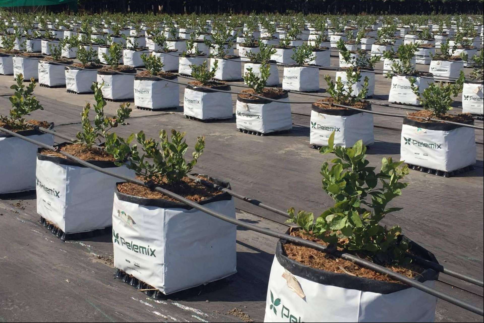 Los últimos avances en el cultivo de frutas blandas con las soluciones Open Tops de Pelemix