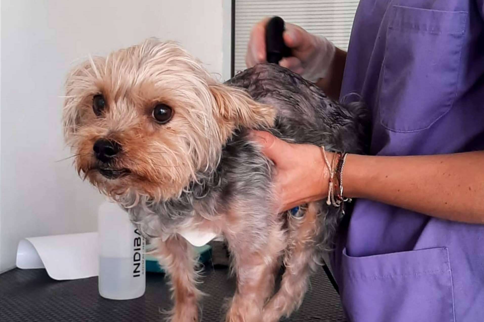 Los beneficios de la radiofrecuencia INDIBA en el mundo veterinario, por Reanimalia