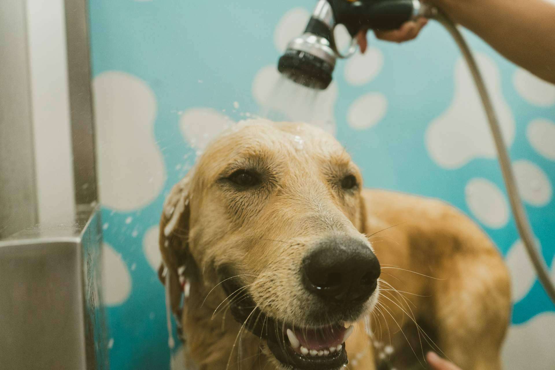 Chapoteando, el servicio de autolavado para mascotas de moda