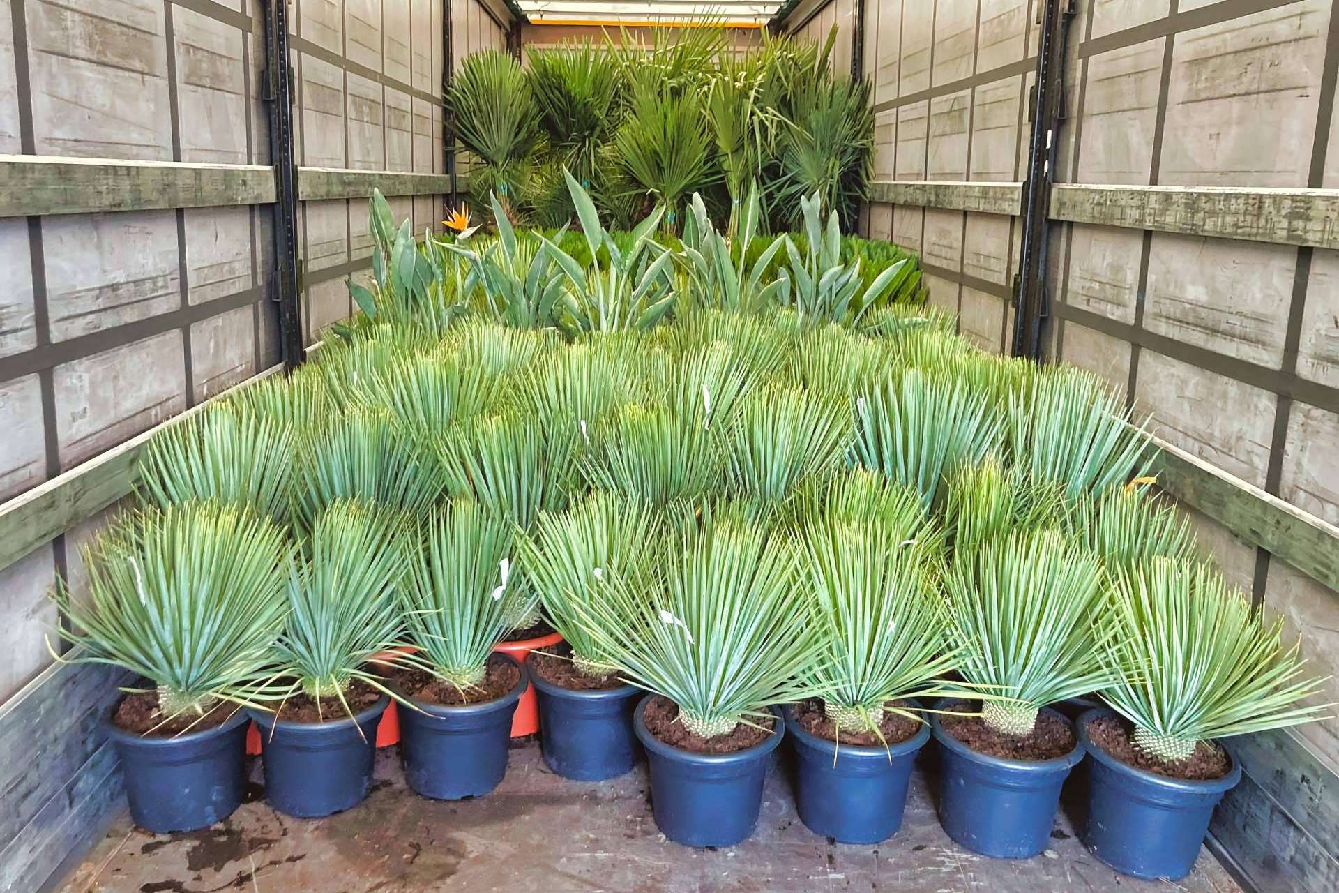 Tropicalia Garden, socio mayorista de palmeras y plantas ornamentales