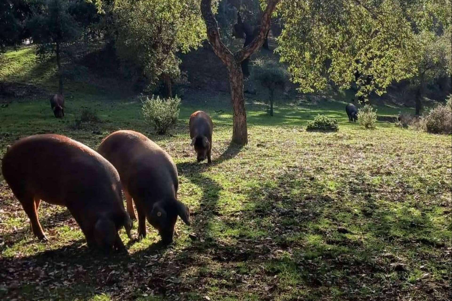 Finca Roncales, historia basada en la pasión por el cerdo ibérico y el jamón ibérico