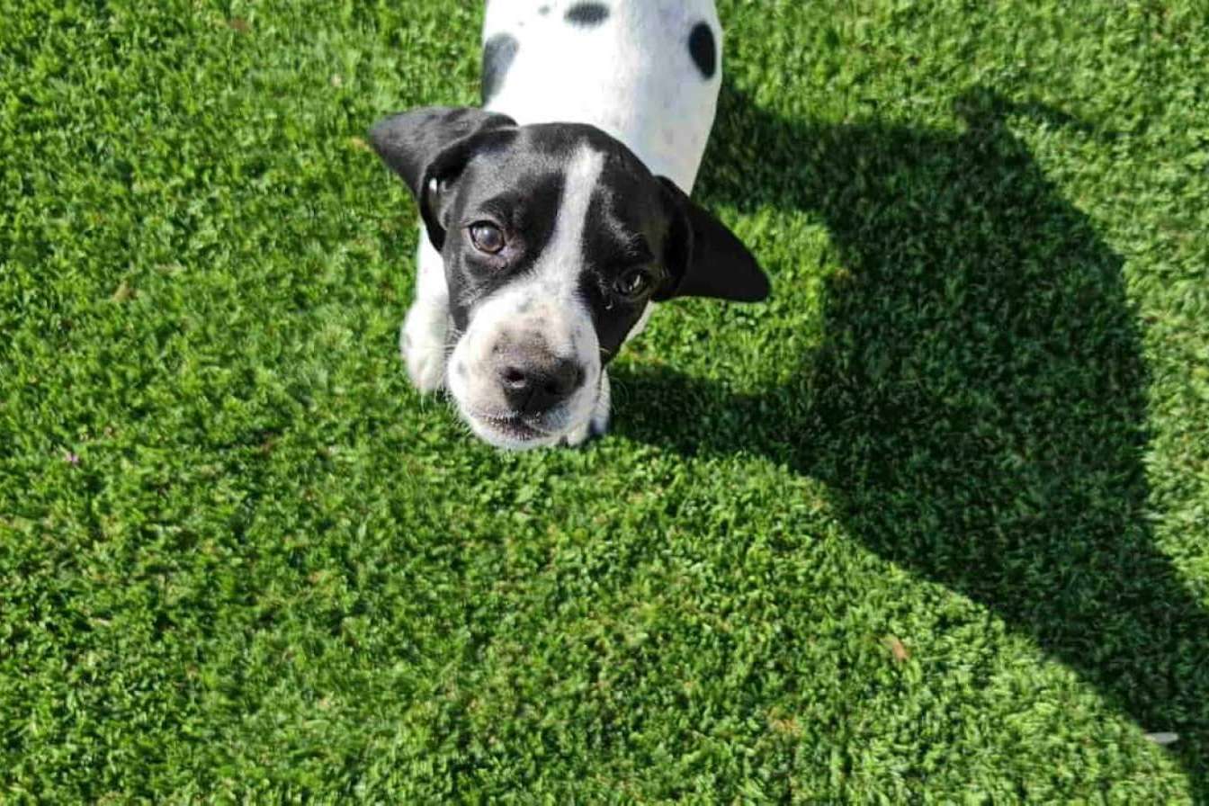 Los consejos y soluciones de Albergrass acerca del césped artificial para mascotas