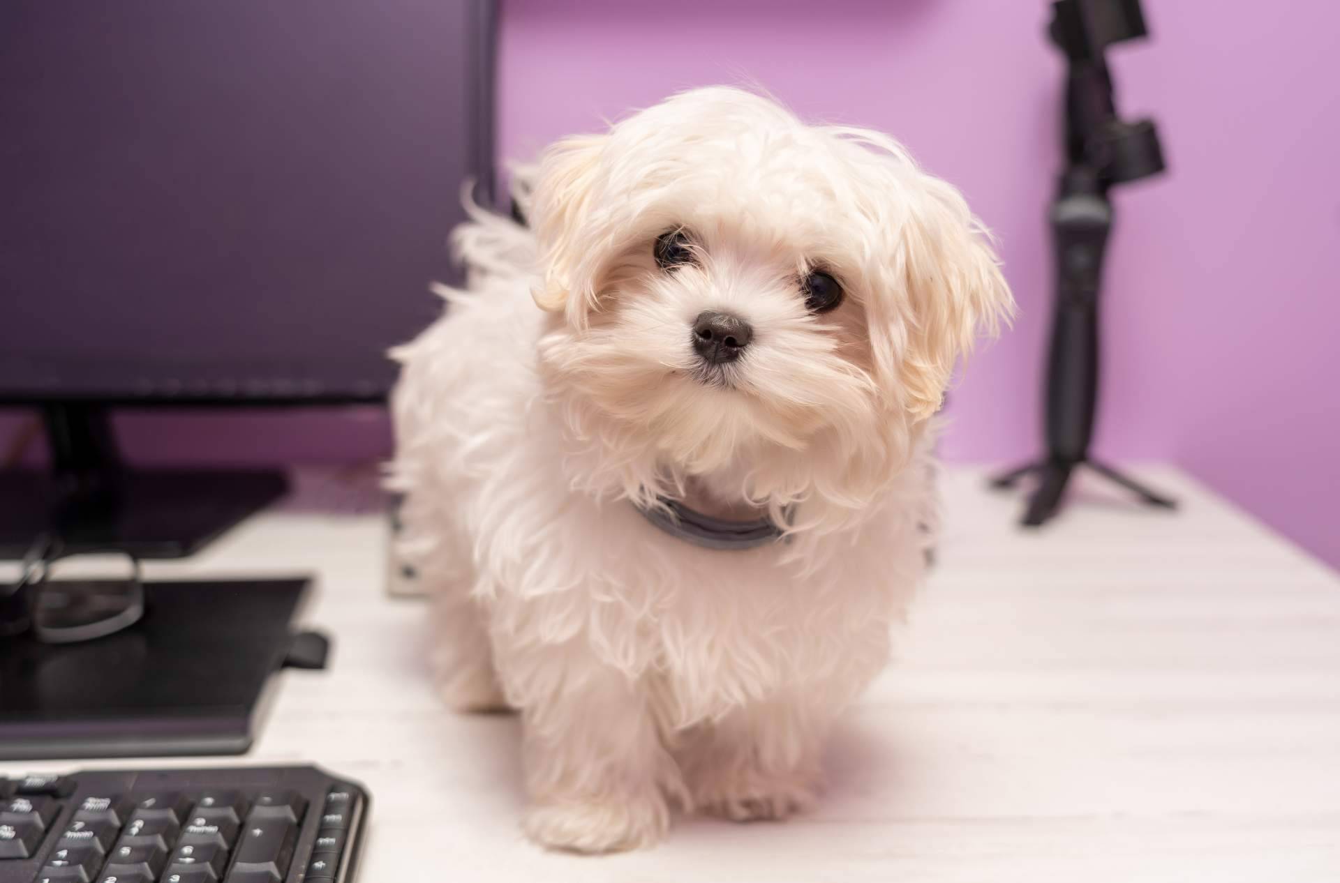 La custodia de las mascotas en divorcios, un dilema legal y emocional