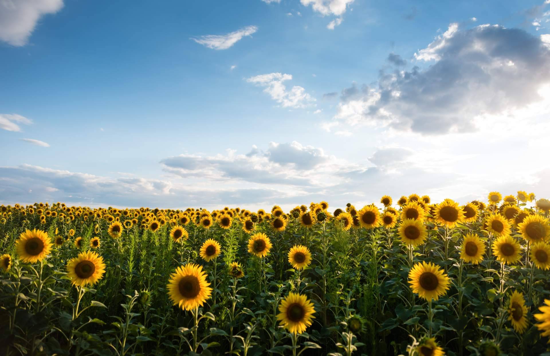 Respirar naturaleza con los campos de girasoles en Barcelona