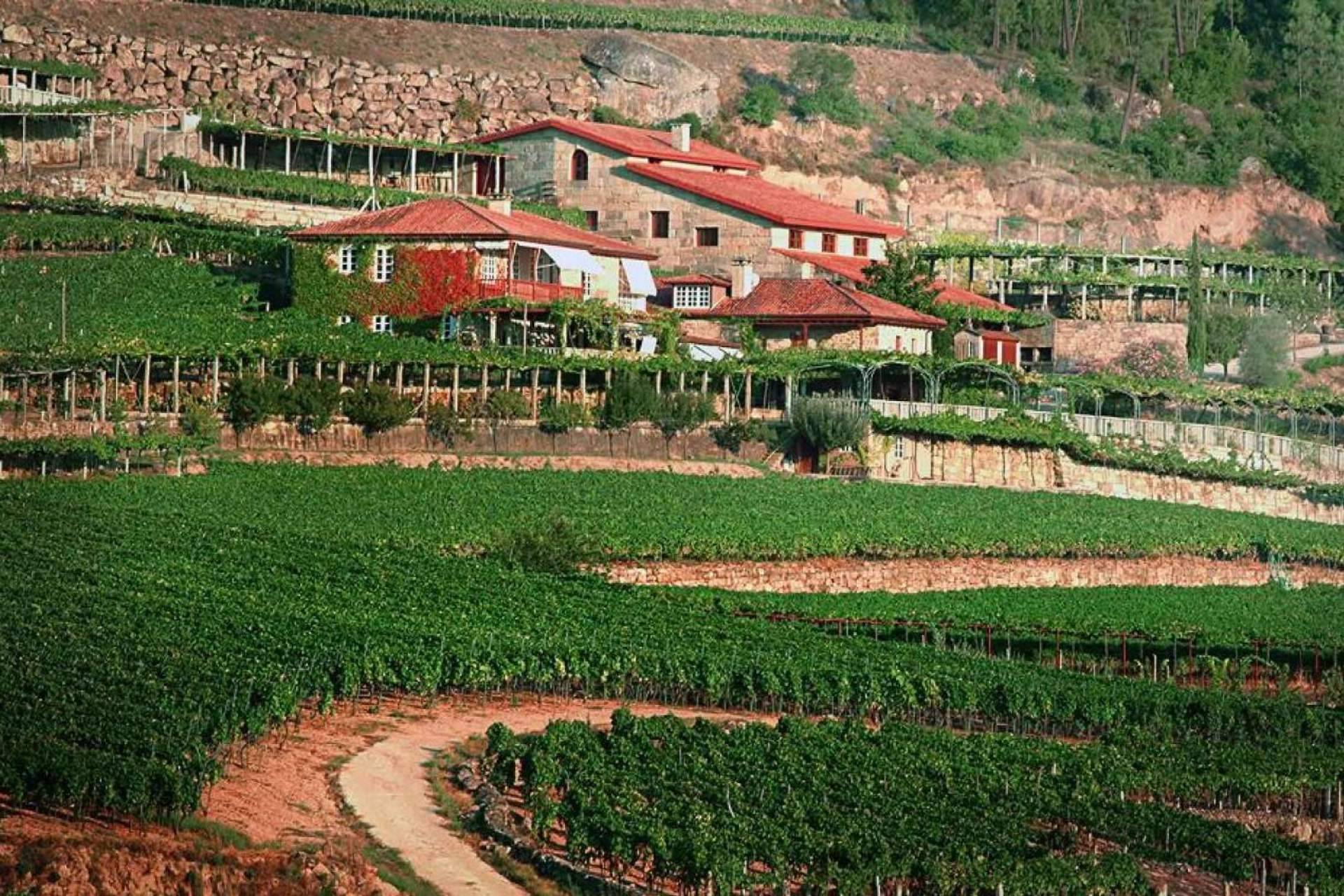 Tras la compra de la bodega por el grupo Jose Pariente, Difersa & Primavinia es el nuevo distribuidor de A Vilerma (D.O. Ribeiro)