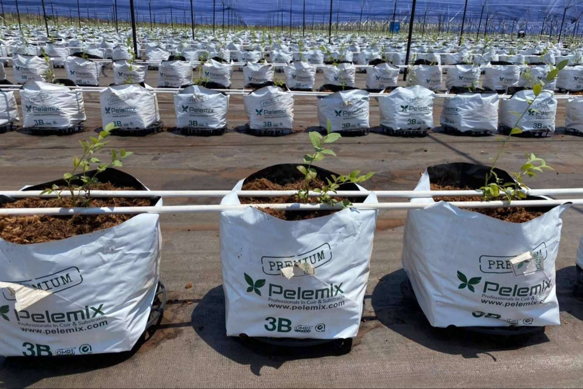 Pelemix, la solución de futuro sostenible para el cultivo de arándanos a través de su fórmula 3B