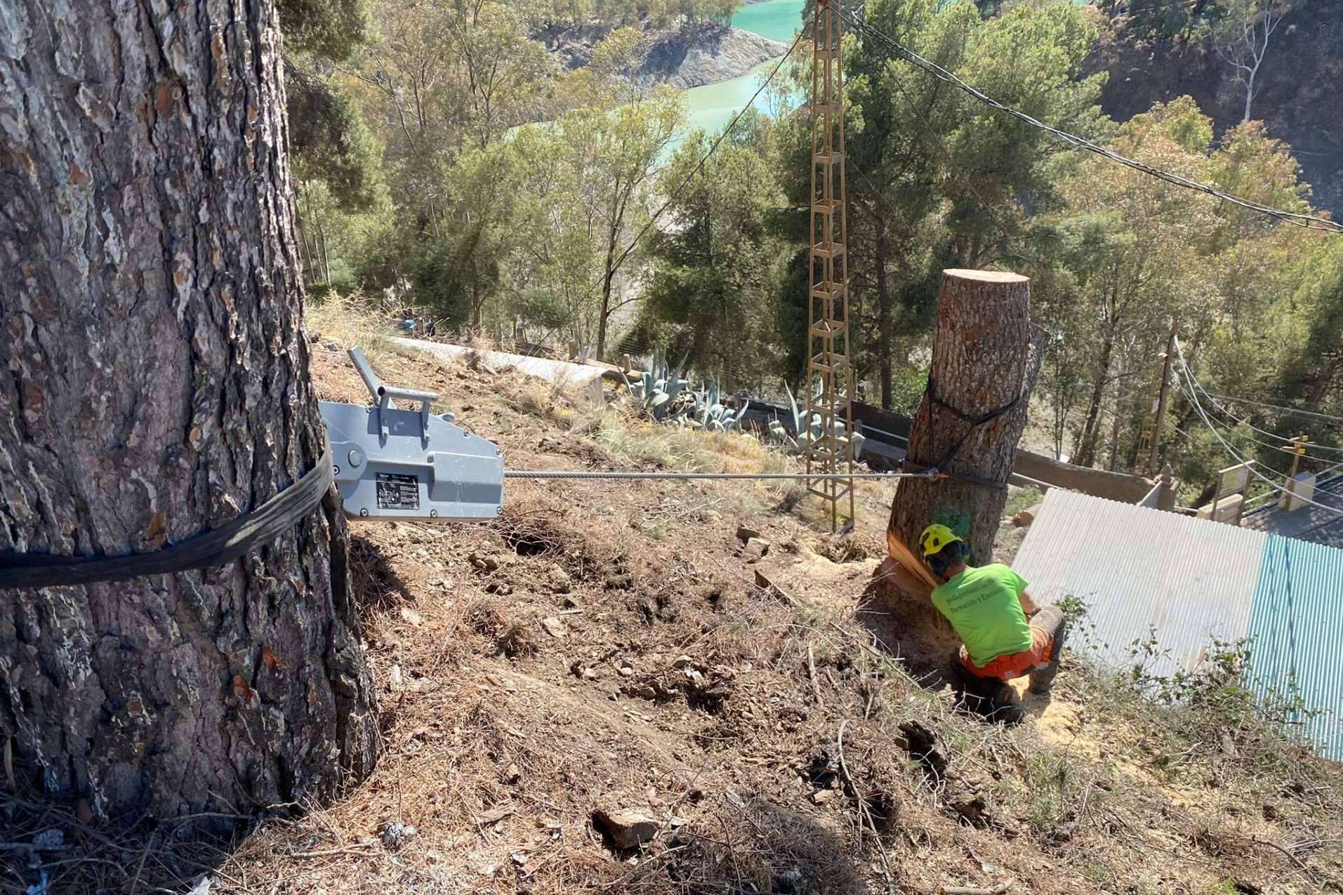 Cómo formar técnicos forestales especializados con el curso de Poda y Tala en Altura de PODAprofesional