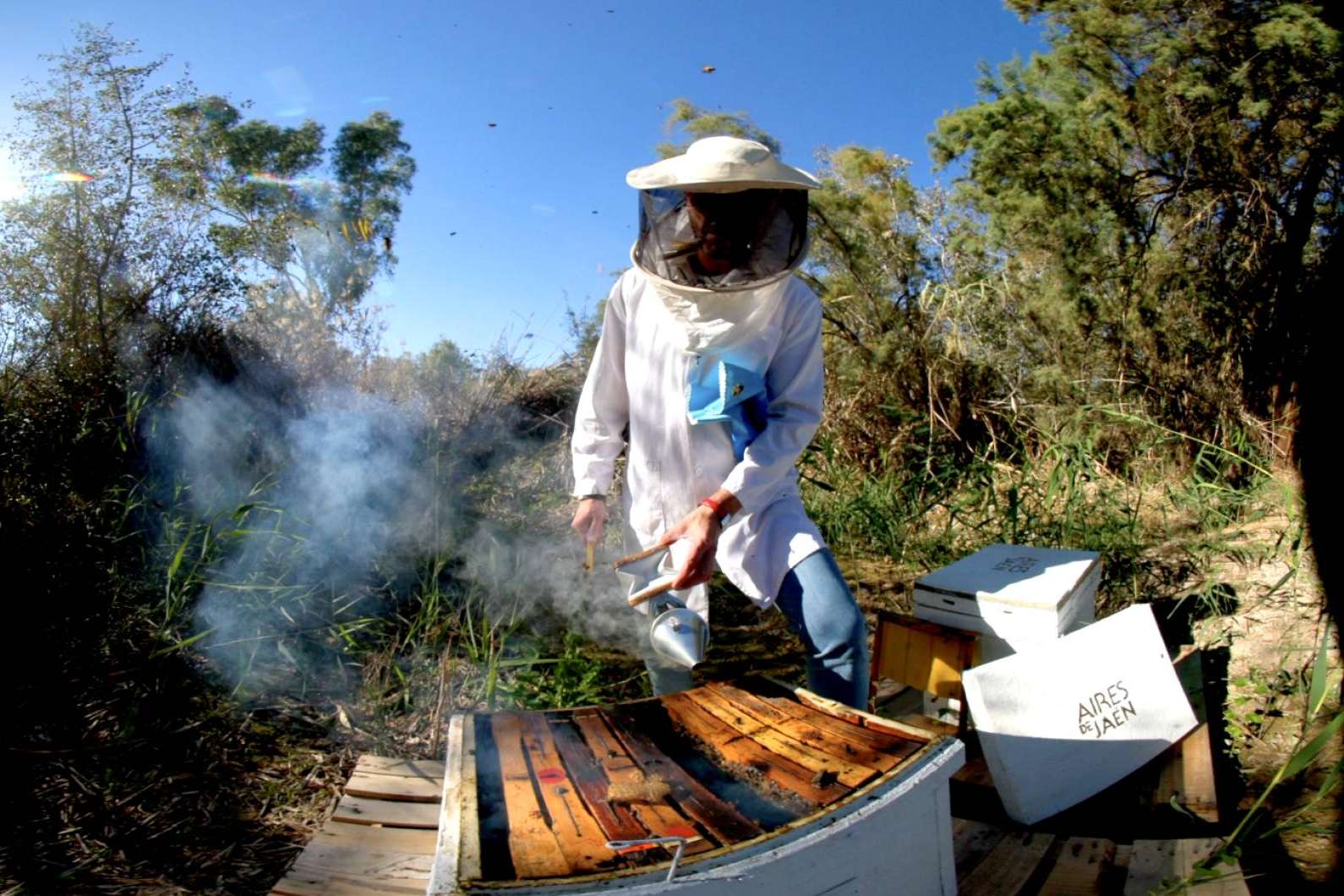 Descubrir la historia del aceite de oliva, con la experiencia de oleoturismo de Aires de Jaén