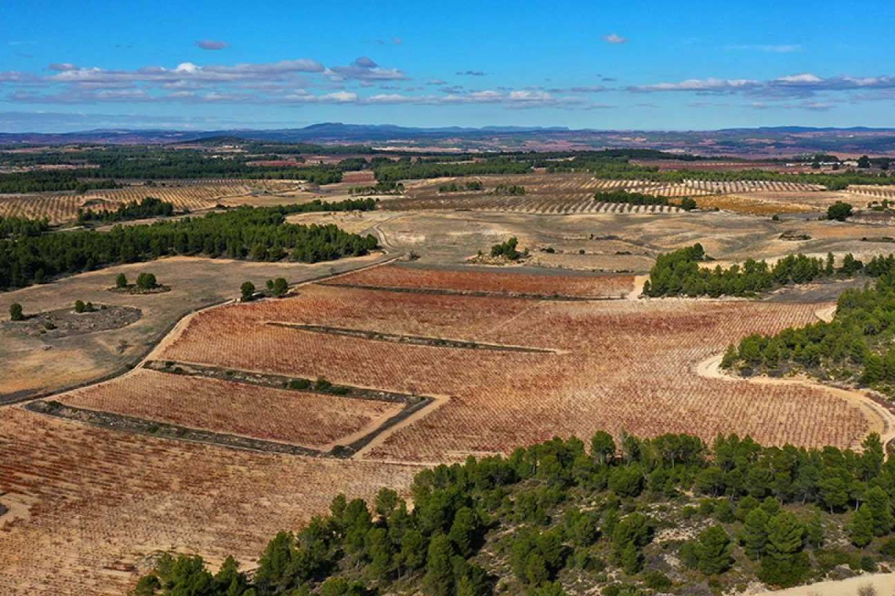 Pago de los Balagueses, un vino de pago que fusiona calidad y sostenibilidad