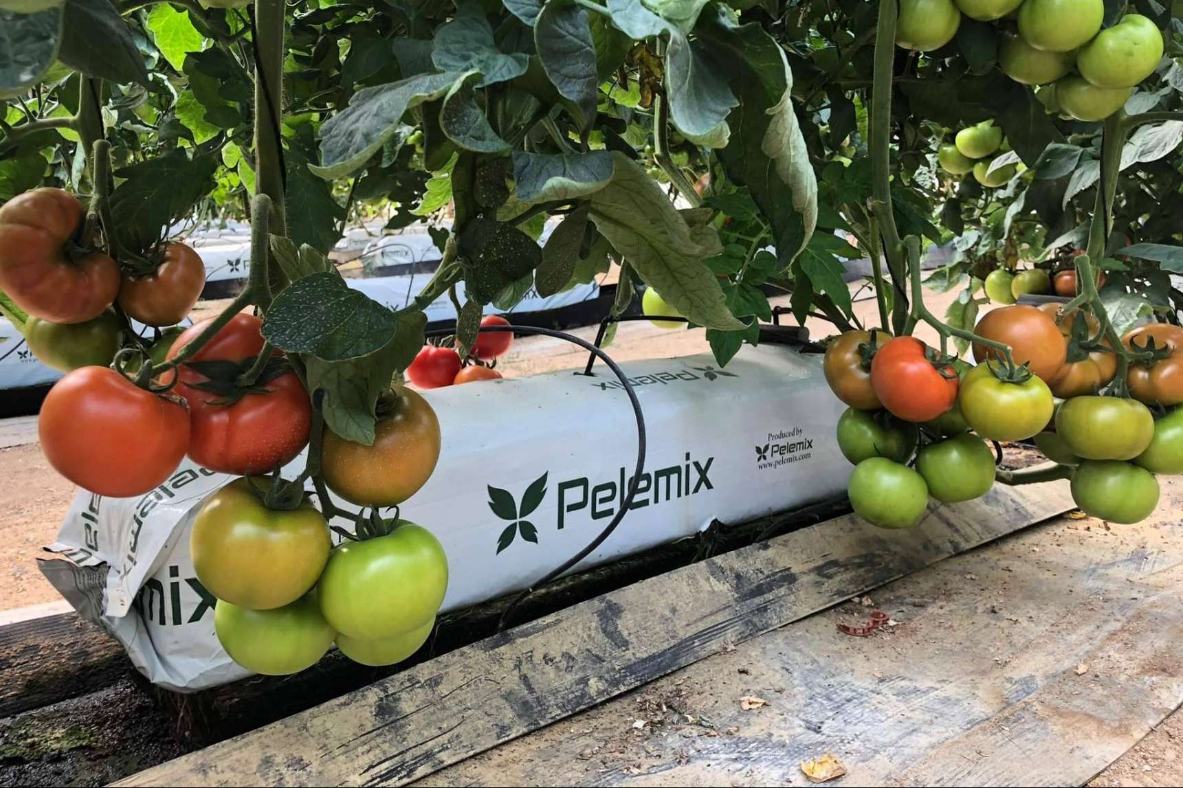 Pelemix ofrece una serie de productos de fibra de coco para el crecimiento sostenible de emprendimientos agrícolas