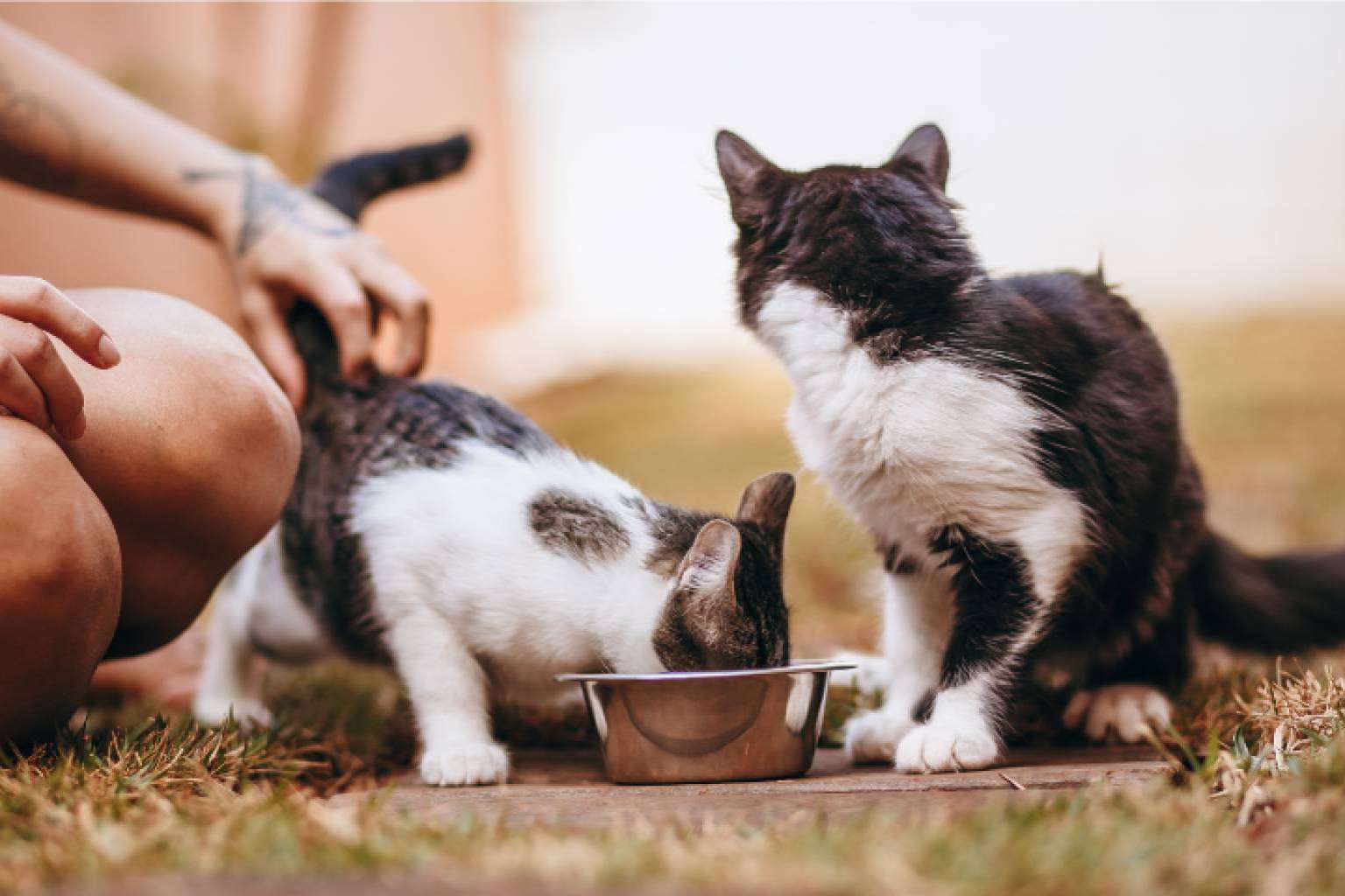 Pienso hidrolizado Feral Ka; un producto pensado para mejorar la salud diaria de perros y gatos