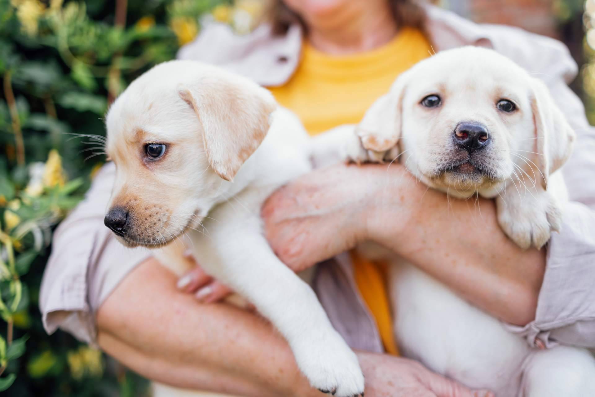 Cachorros de razas pequeñas regalados, en Mascotas Adopción