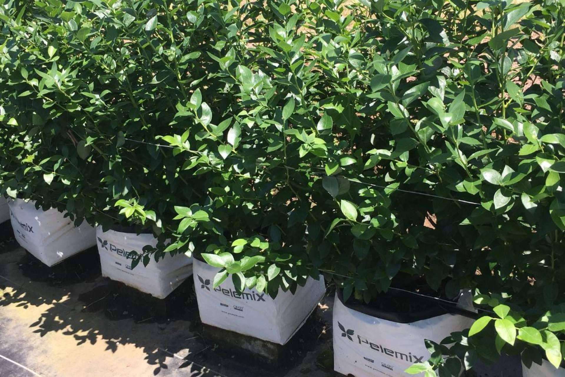 Los estratos de fibra de coco de Pelemix potencian el cultivo hidropónico de arándanos