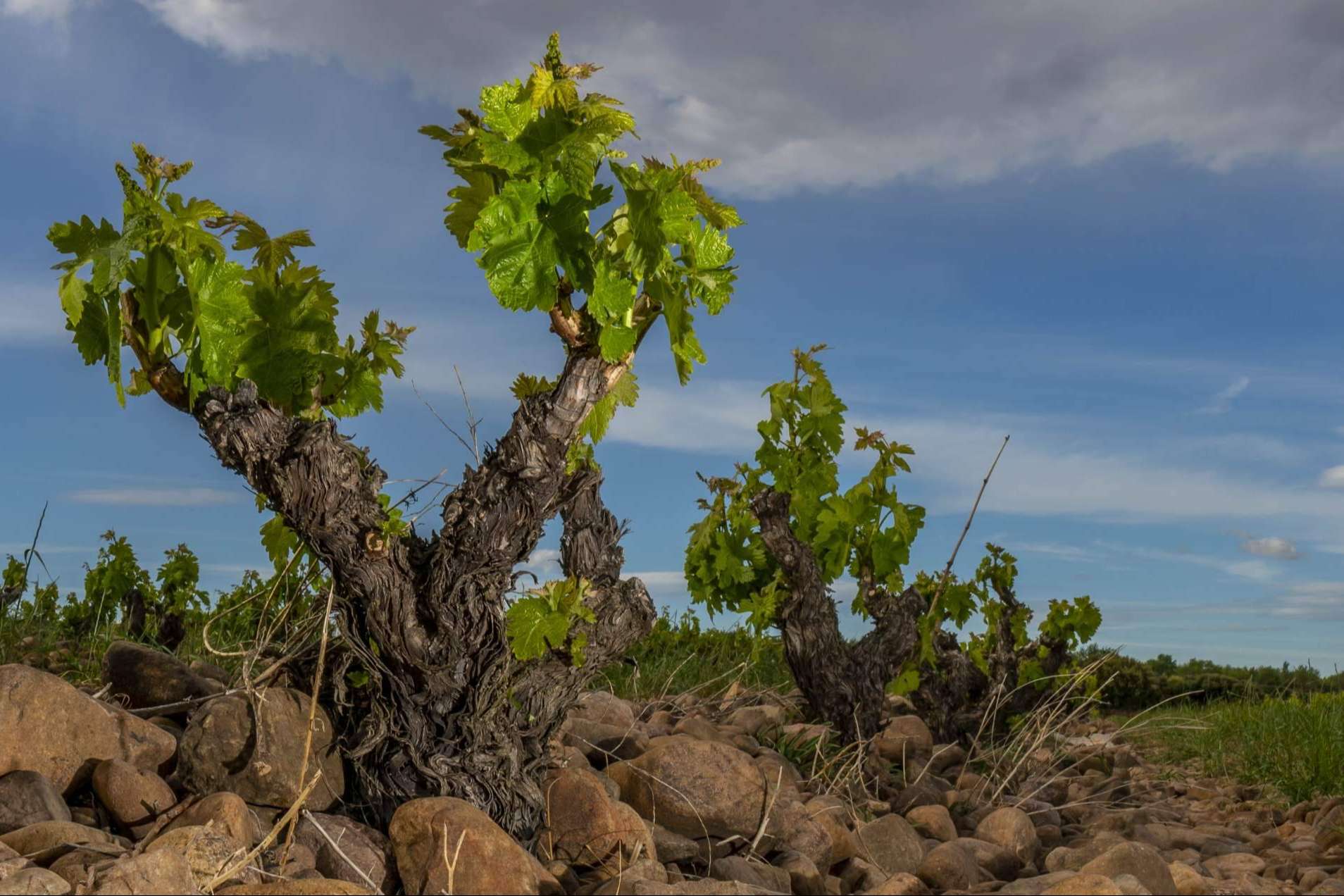 La importancia de ser un vino ecológico en La Rioja, Cornelio Dinastía