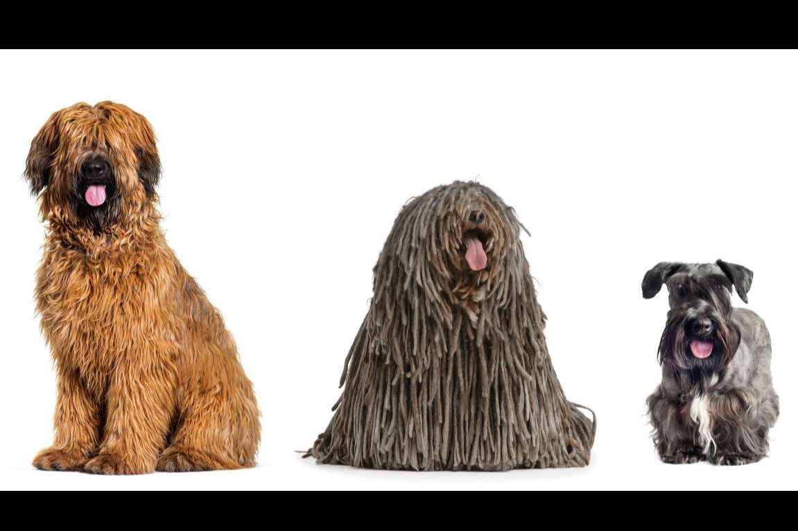 Un acuerdo único a nivel mundial que permitirá incrementar la longevidad de las mascotas