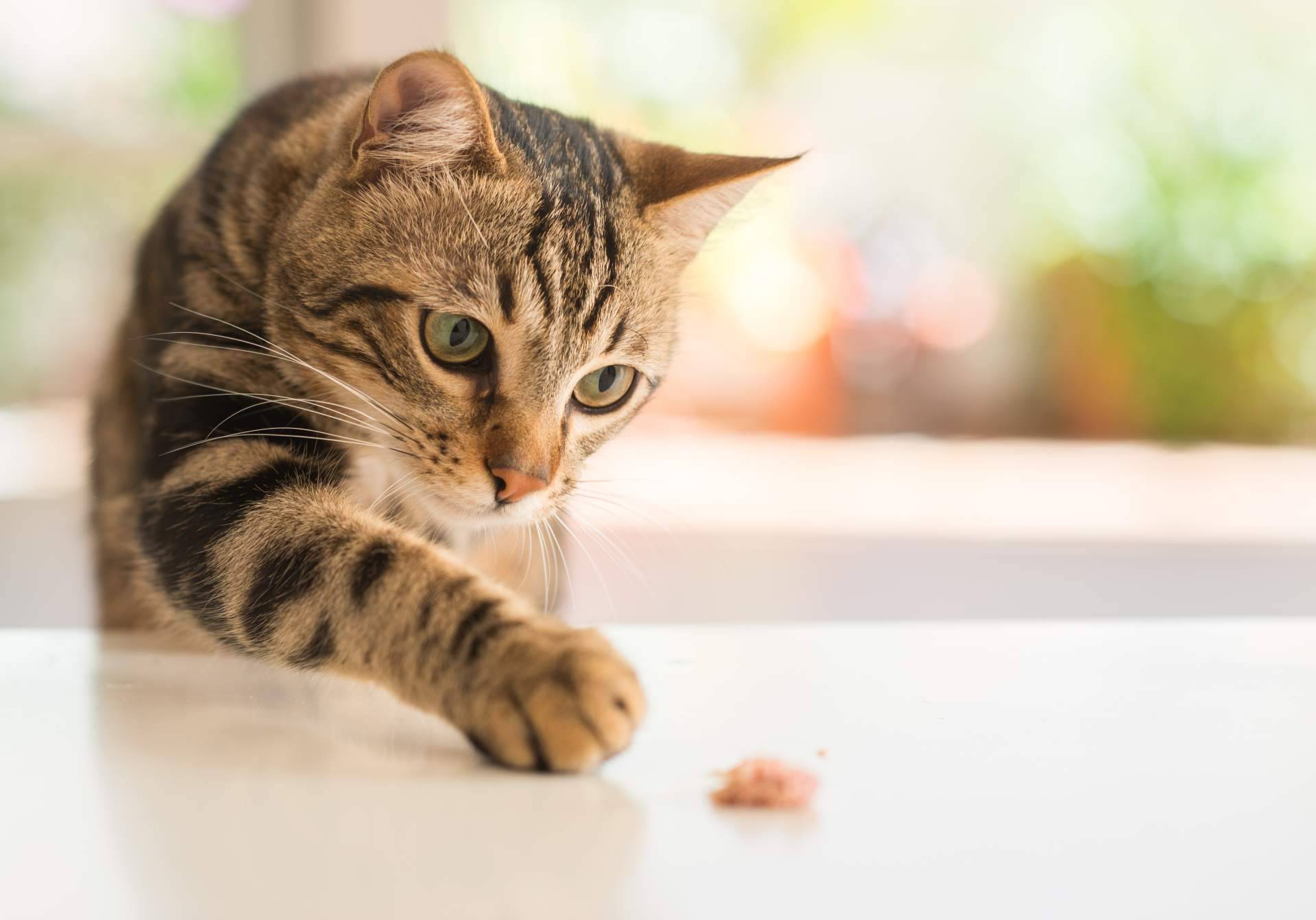 Alimentación especializada para mascotas con necesidades especiales