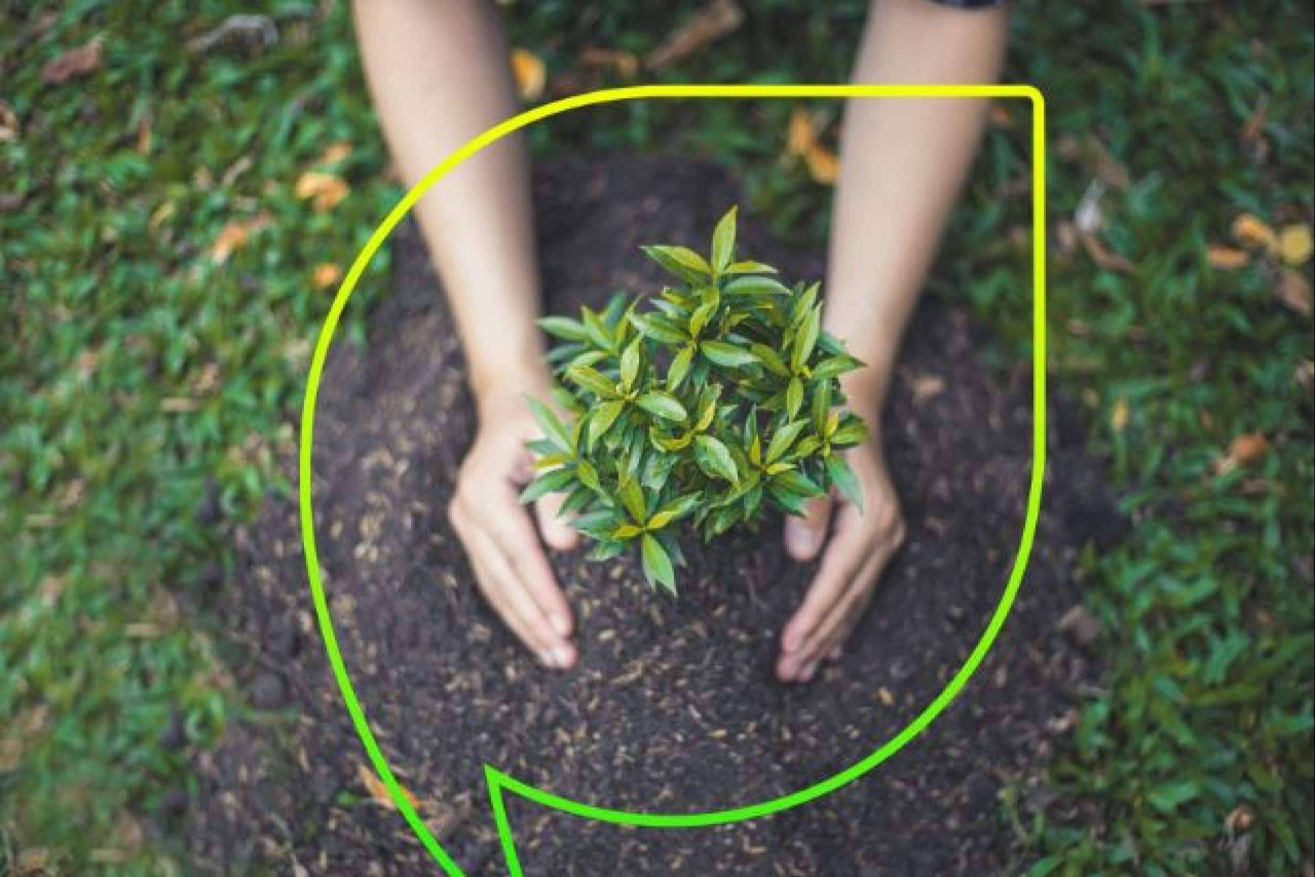 EccoForest; Sembrando un futuro más verde con más de 4.000 árboles plantados