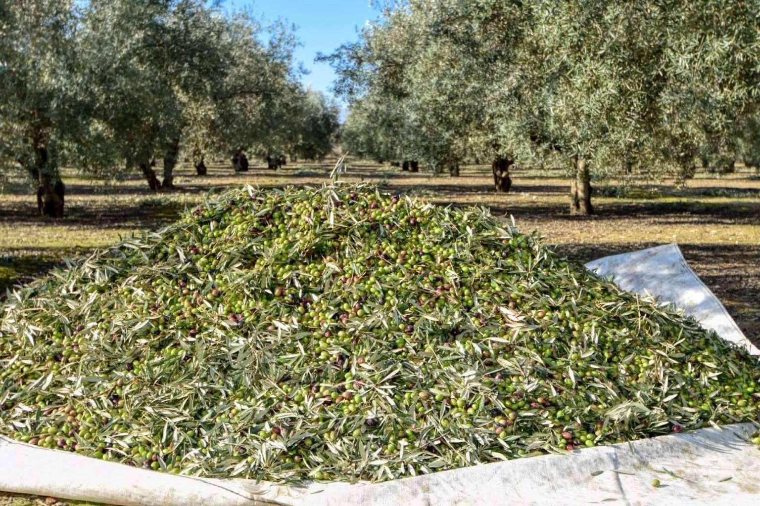 Principales diferencias entre el aceite de oliva sin filtrar y el filtrado, por Tercio de las Torres