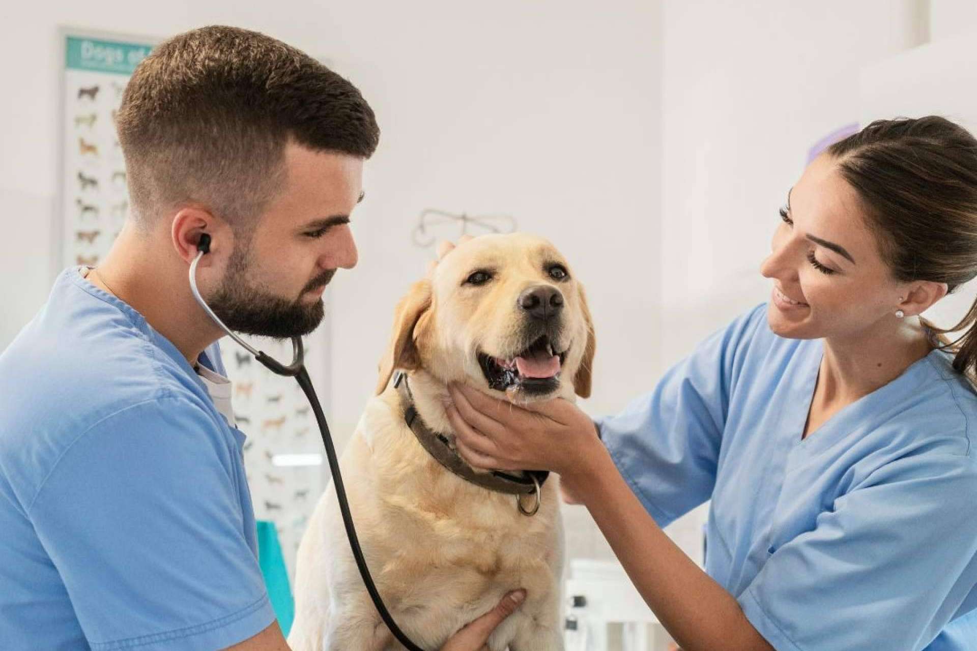 Regalar un curso de veterinaria estas fiestas, una apuesta por el amor y cuidado de los animales
