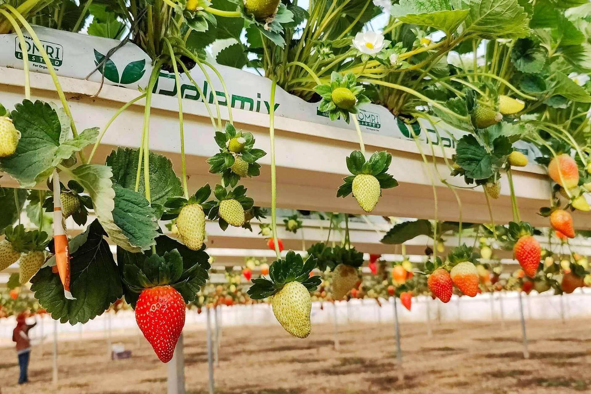 El futuro de la agricultura para el 2025