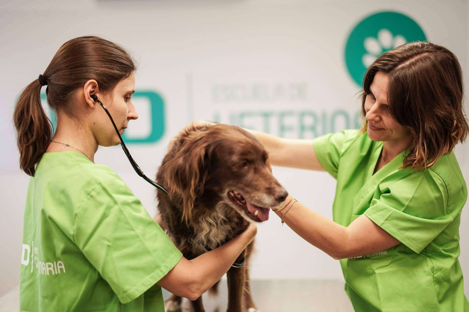 Récord de asistencia en el campamento profesional europeo para futuros veterinarios y cuidadores