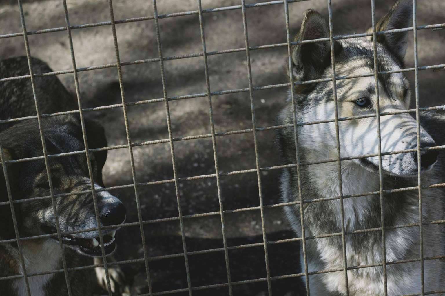 Pienso Solidario Feral, compromiso con la alimentación natural para refugios y protectoras