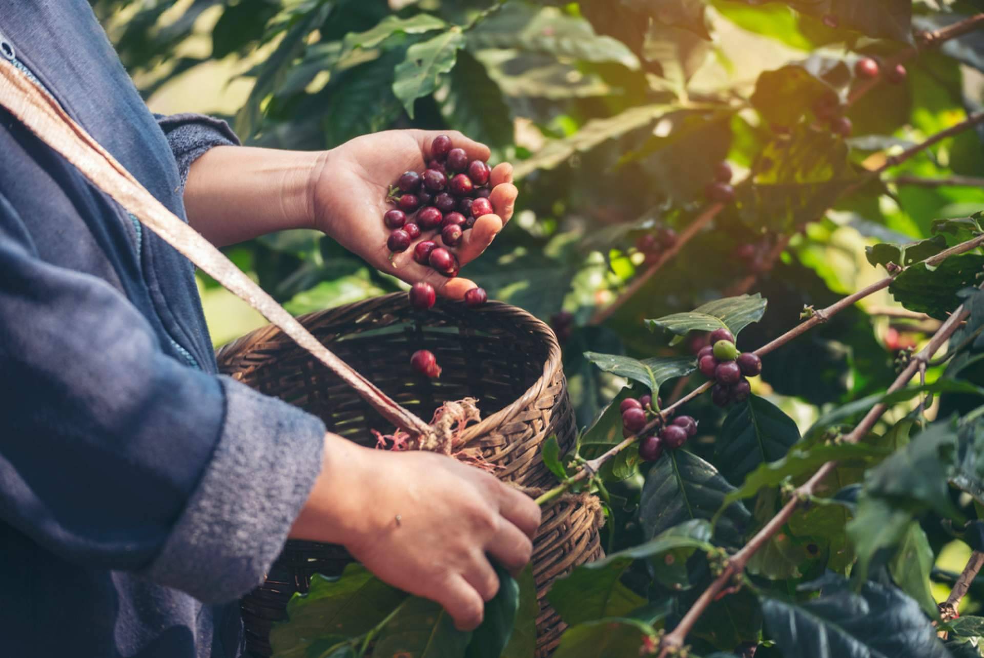 Café para oficina; una experiencia premium con grano de especialidad