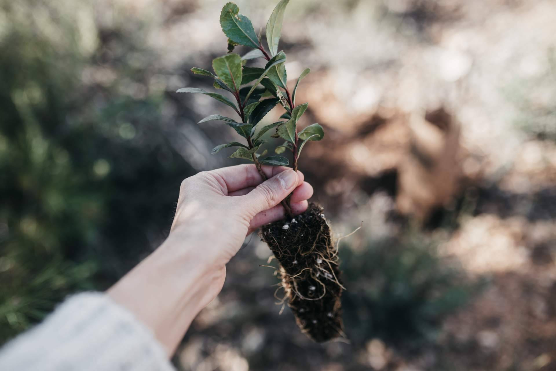 Bosquia avanza la reforestación de Pedralba con apoyo empresarial