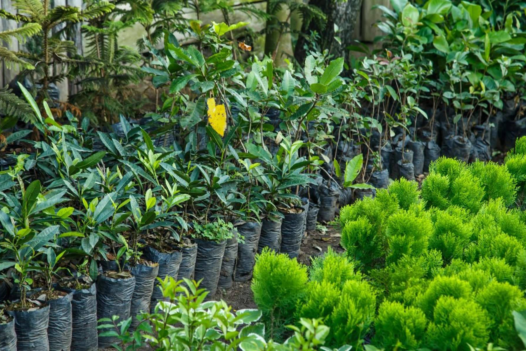 La Rosa De Oro, empresa lider de viveros en Sevilla, orienta sobre cómo elegir plantas según la temporada