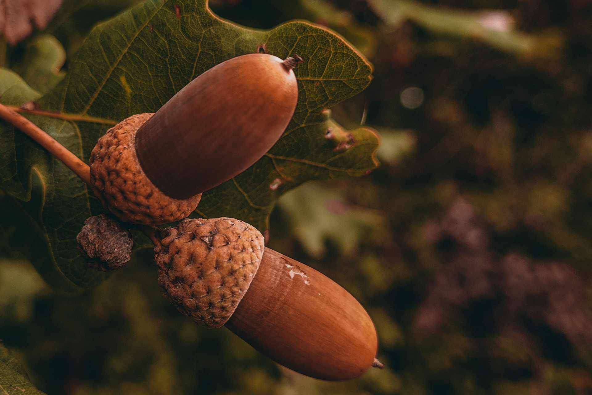 Harina de bellota; una alternativa natural para cocinar sin gluten
