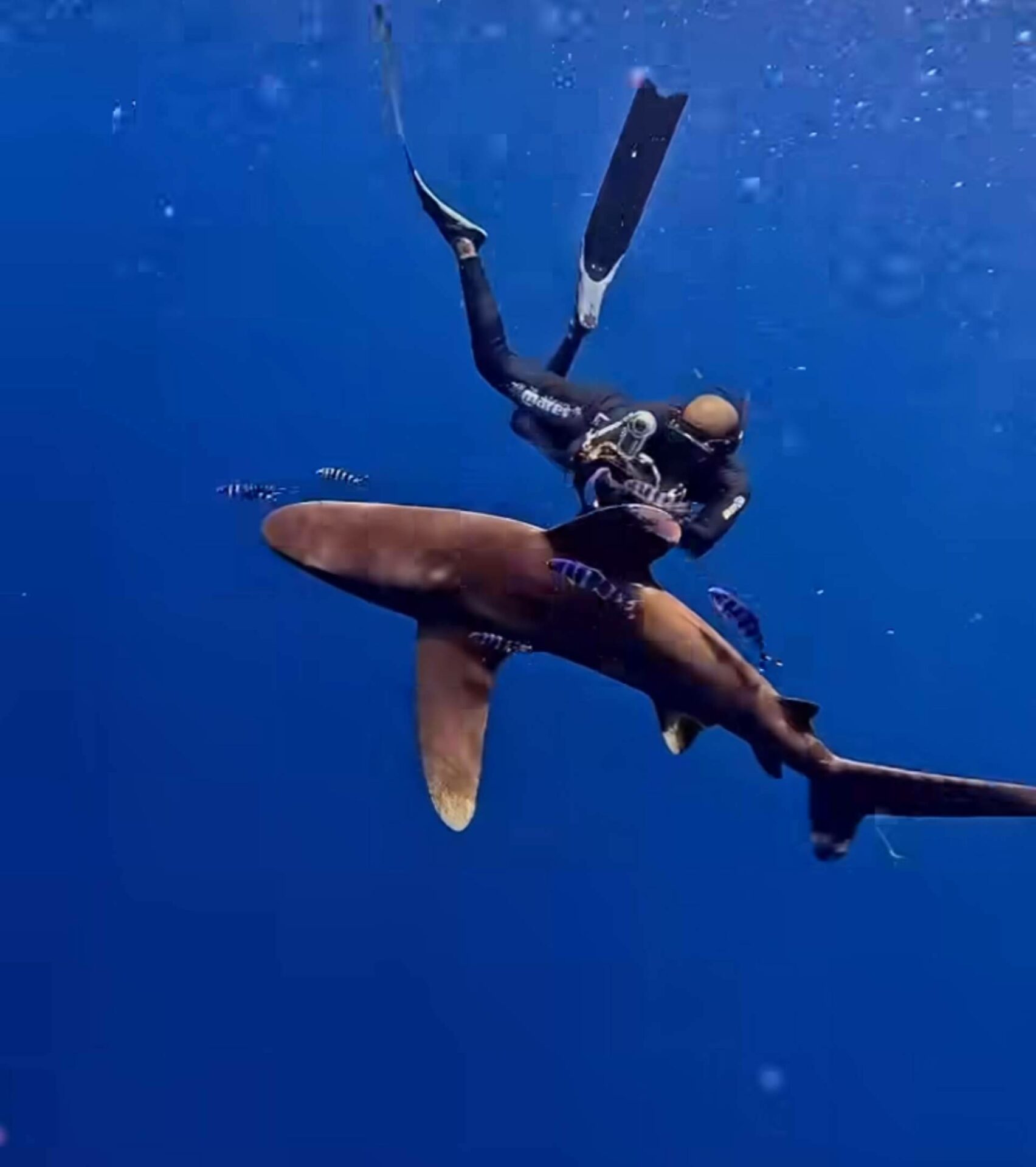Bucear con tiburones en Maldivas con Drop Dive Maldives, la forma más segura de disfrutar