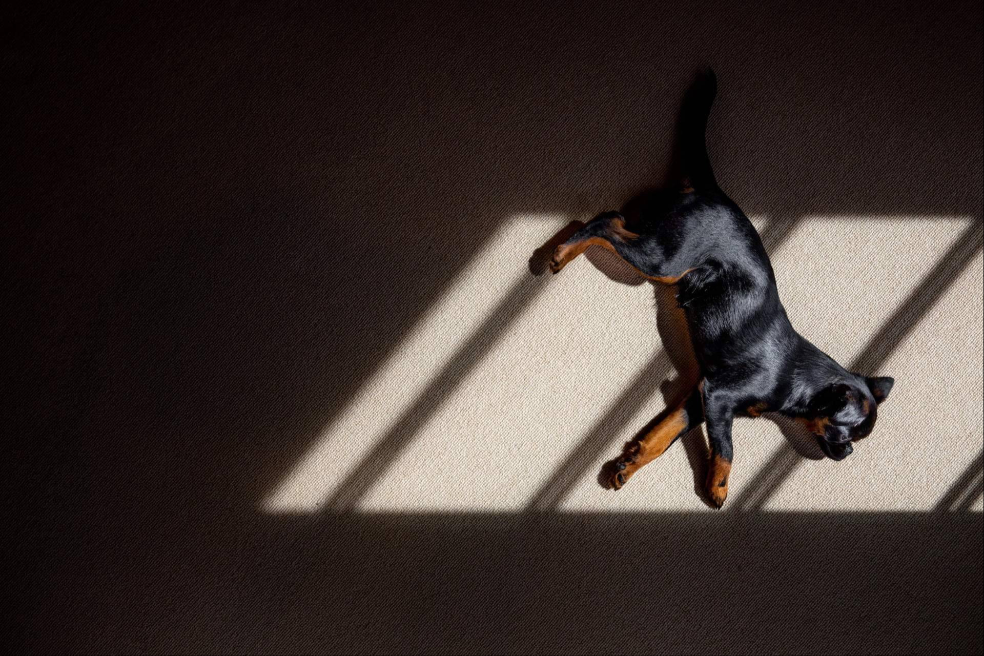 Livopets, la marca de probióticos para perros que apuesta por la ciencia sin humo