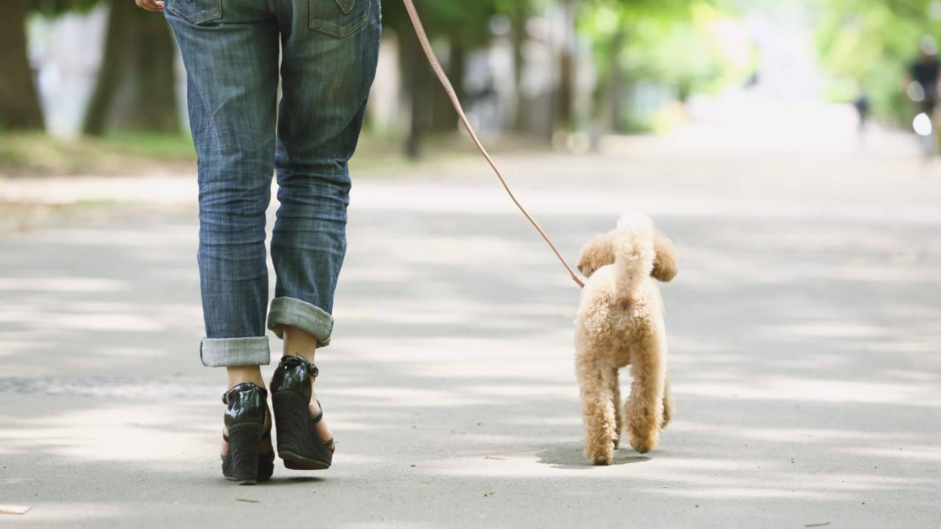 250.000 familias ya pasean con Friendog; la app española estrena su mejor versión