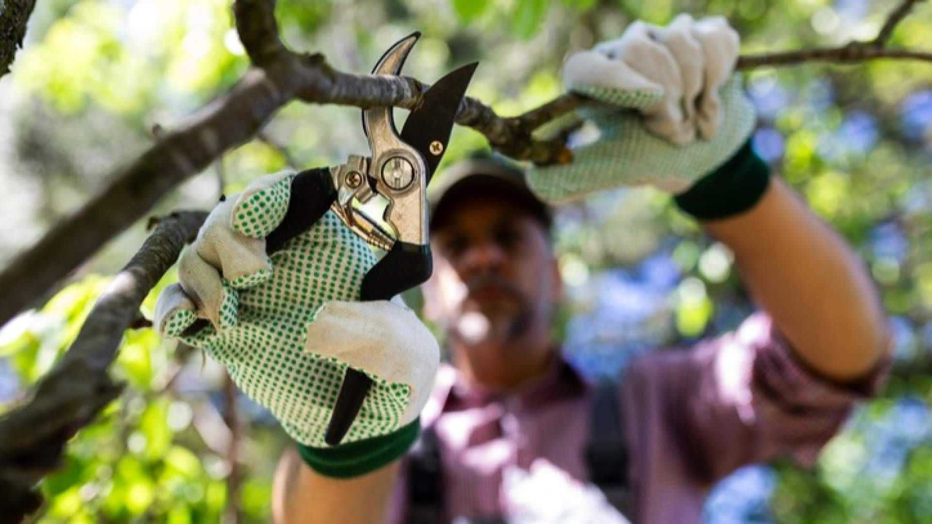Cómo las herramientas agrícolas favorecen cultivos más sostenibles
